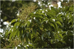 Meliosma pinnata subsp. pinnata